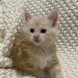 Maine Coon Kittens Ready Now in Bristow, va