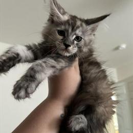 Kittens Available Now in Bristow, va