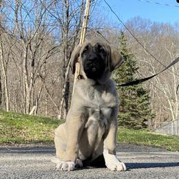 Kangal puppies available: 2 females and 2 males in Newburgh, ny