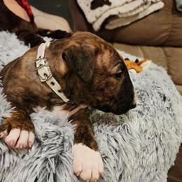Bull Terrier puppy available - 1 female left in Chillicothe, oh