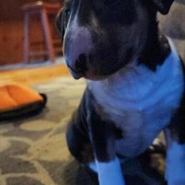 AKC Bull Terrier Puppies Available in Chillicothe, oh