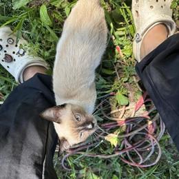 Siamese Female Kitten for Adoption in Upper Marlboro, md