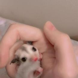 Sugar glider joey seeking new home in Columbus, oh