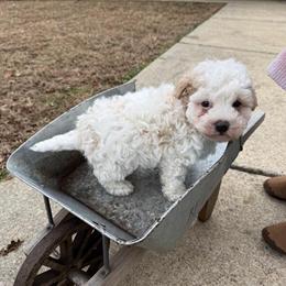 Maltipoo Puppies Available in Nashville, nc