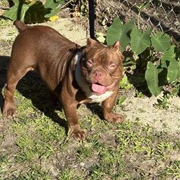 Chingy Son for Sale in Goose Creek, sc