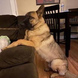 Two Male German Shepherds Looking for a Good Home in Dunn, nc