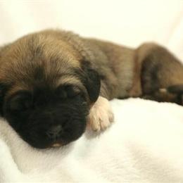 Male Purebred Kangal Ready for New Home in Newburgh, ny