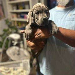 Cane Corso Puppies - 12 Weeks Old in Raleigh, nc