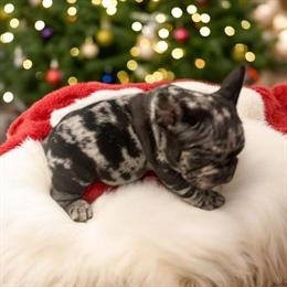 French Bulldog Puppies Available - 8 Weeks Old by December 17th in Portage, in