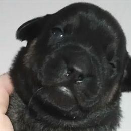 Xoloitzcuintli and French Bulldog Mix Puppies for Sale in Portage, in