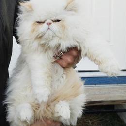 Flame Point Female Persian Kitten Ready for Rehoming in Weatherford, tx