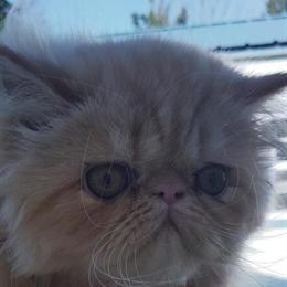 Persian Red Male Kitten Ready for Rehoming in Weatherford, tx