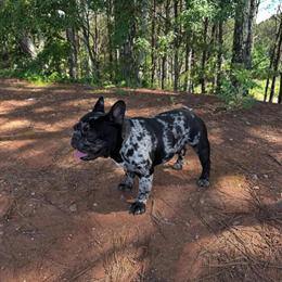 Stud Service for AKC French Bulldogs - Fluffy Blue Tri & Black Tri Merle in Atlanta, ga