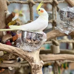 Cockatiel Baby for Adoption in Stroudsburg, pa
