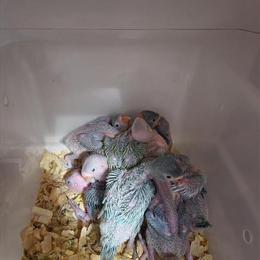 Indian Ring Neck Babies for Adoption in Stroudsburg, pa