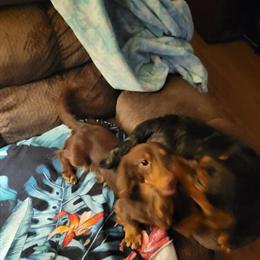 Miniature Dachshund Male Aladdin for Adoption in Bayboro, nc
