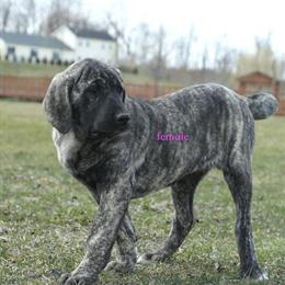 Caucasian Ovcharka puppies available in Newburgh, ny