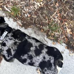 Merle French Bulldogs and Tri Bullies Available for Services in Minneapolis, mn