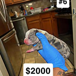 Razors Edge Puppies Available in Massapequa Park, ny