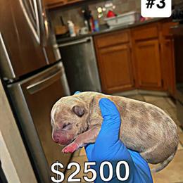 Razors Edge Puppies for Adoption - $2000 in Massapequa Park, ny