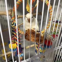 Quaker Parrot Available with Cages and Toys in Saint Cloud, mn