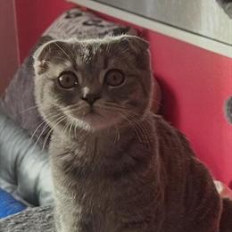 Scottish Fold Kittens for Adoption in Brooklyn, ny
