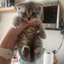 Scottish Fold Kittens Available for Adoption in Brooklyn, ny