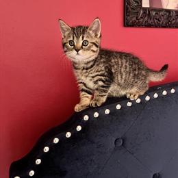 Scottish Straight Kittens for Adoption in Brooklyn, ny