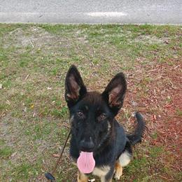 German Shepherd Puppies - 2 Female Bicolor Puppies in Whiteville, nc