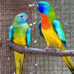 Splendid Parakeets Pair for Sale in Arlington, tx