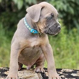 Male Cane Corso Ready for Adoption in Minnesota in Minneapolis, mn