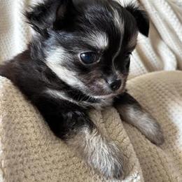 Chihuahua Puppies Ready for New Homes in Florida in Panama City, fl