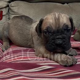 Cane Corso Puppies Available for Rehoming on December 23rd in Atlanta, ga