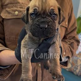 Cane Corso Puppies Available for Rehoming in Atlanta, ga