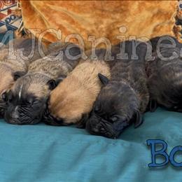 Cane Corso Puppies Available for Rehoming on December 23rd in Atlanta, ga