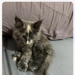 Female Maine Coon Kitten for Sale in Dayton, oh
