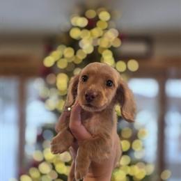 Mini male puppy with long hair looking for a forever home in Burlington, mi
