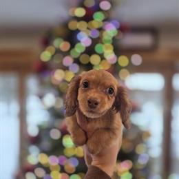 Mini Longhair Female Puppy Ready for Adoption in Burlington, mi