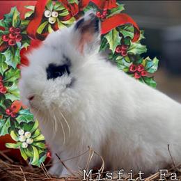Lionhead Rabbits for Adoption in Virginia Beach, va