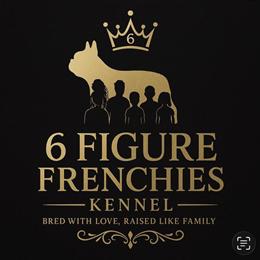 French Bulldog Puppies Available Now in Ivanhoe, nc