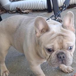 French Bulldog Stud Double Platinum Blue Fawn with AKC Pedigree in Jersey City, nj