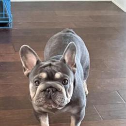 Female Big Rope French Bulldog in Columbia, sc