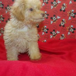Meet Carmel, the adorable Aussiepoo ready for her new home! in Paterson, nj
