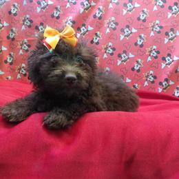 Chocolate Female Aussiepoo - Meet Snow, Your New Best Friend! in Paterson, nj