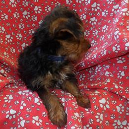 Yorkshire Terrier Baron is Ready for His Forever Home! in Paterson, nj