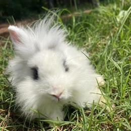 Lionhead Rabbit Buck for Sale in Virginia Beach, va