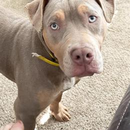 American Bully XL Female for Sale in Toledo, oh