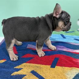 French Bulldogs Available in Columbia, sc