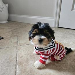 Biewer Terrier Puppies Available in Tampa, fl