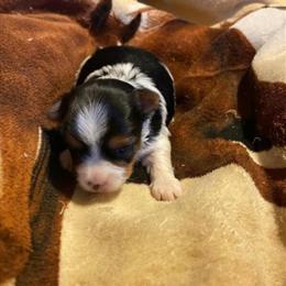 Biewer Terrier Puppies Available for Adoption in Tampa, fl